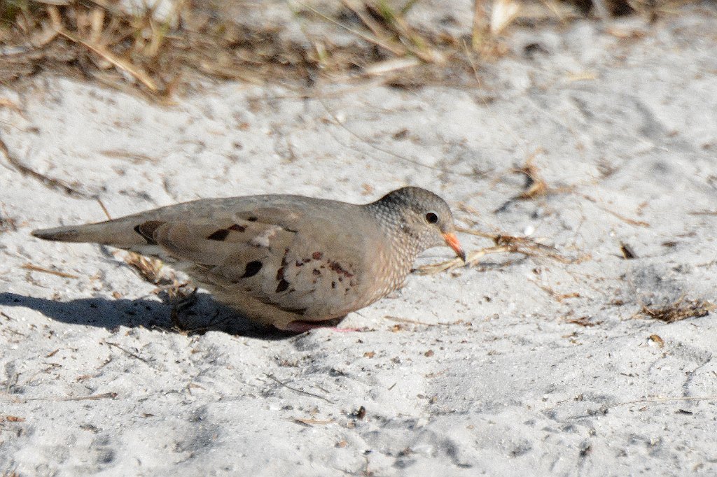 Dove, Common Ground, 2015-01273033 Bowditch Point Regional Preserve, FL.JPG - Common Ground Dove. Bowditch Point Regional Preserve, FL, 1--27-2015